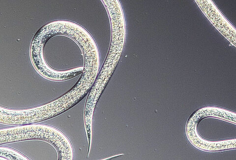 Una nueva etapa para los nematodos de Koppert