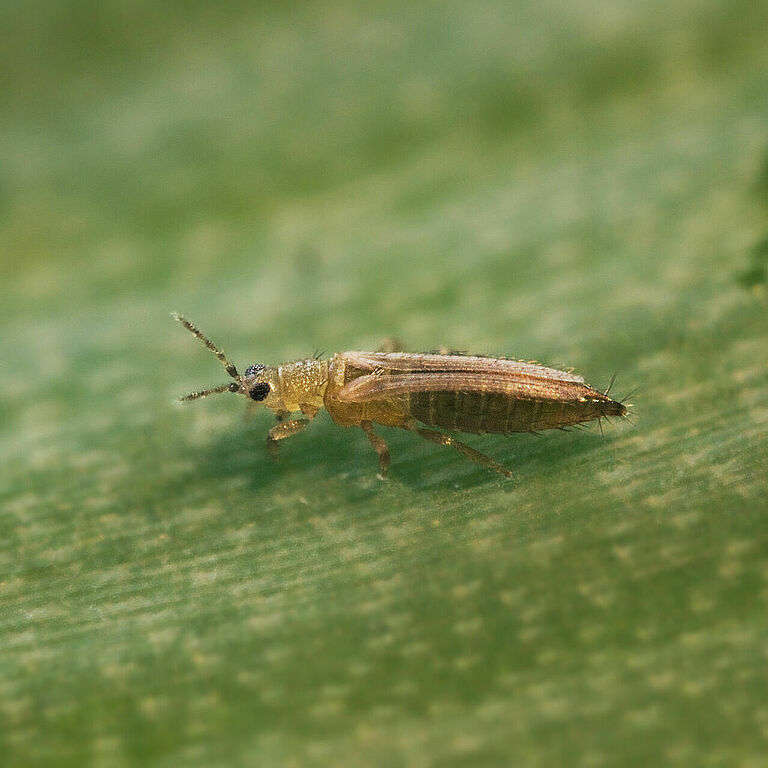 Female Onion thrips Thrips tabaci