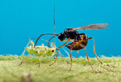 Mejora el manejo integrado de plagas usando avispas parasitoides