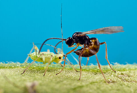 Mejora el manejo integrado de plagas usando avispas parasitoides