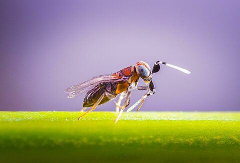 Elección de avispas parasitoides para el control de plagas