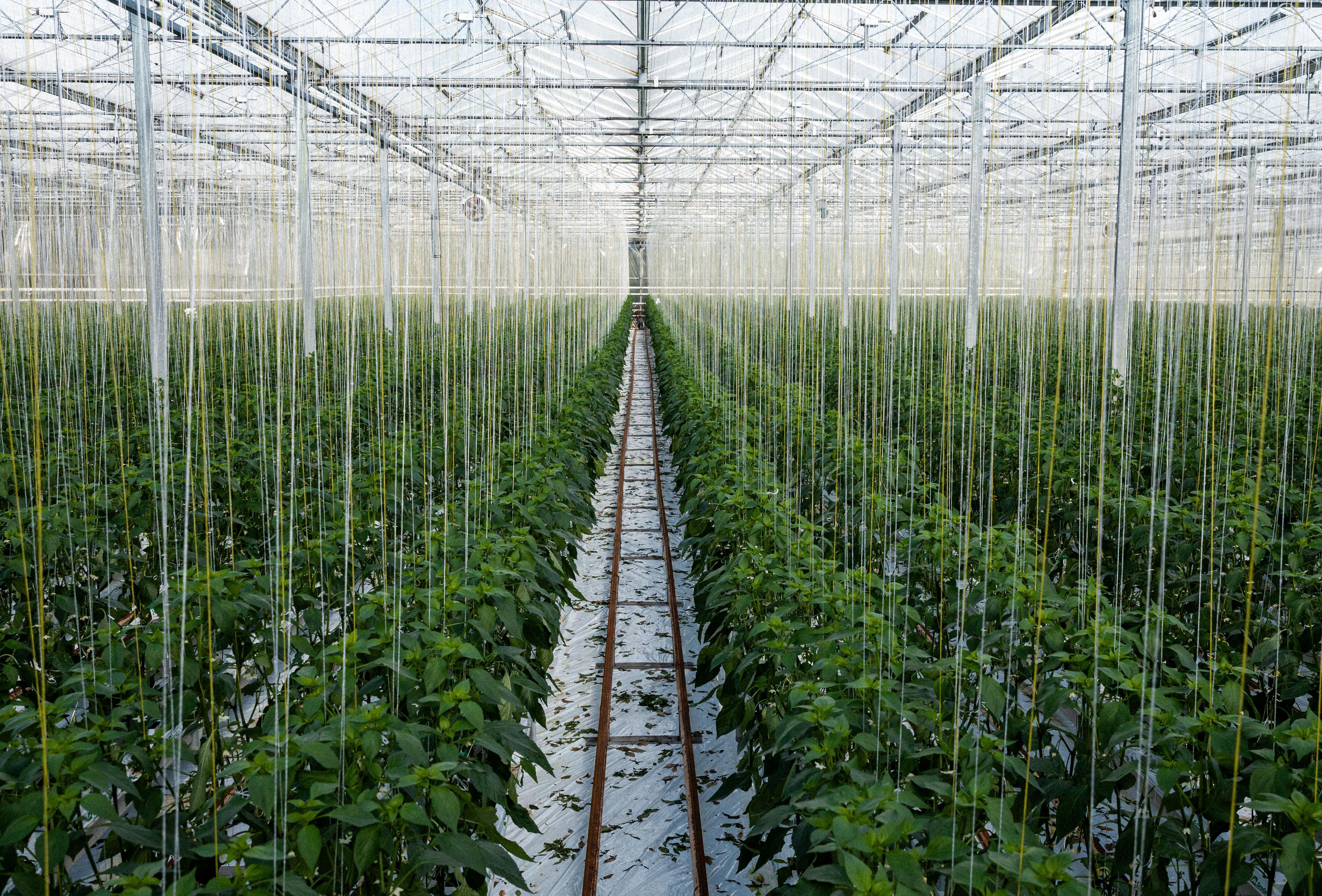 Estrategias de sombreo efectivas para proteger tus cultivos y la polinización