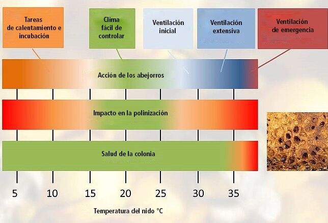 ¿Qué debo hacer para que mi colmena Natupol trabaje bien en el calor? (Parte 2)