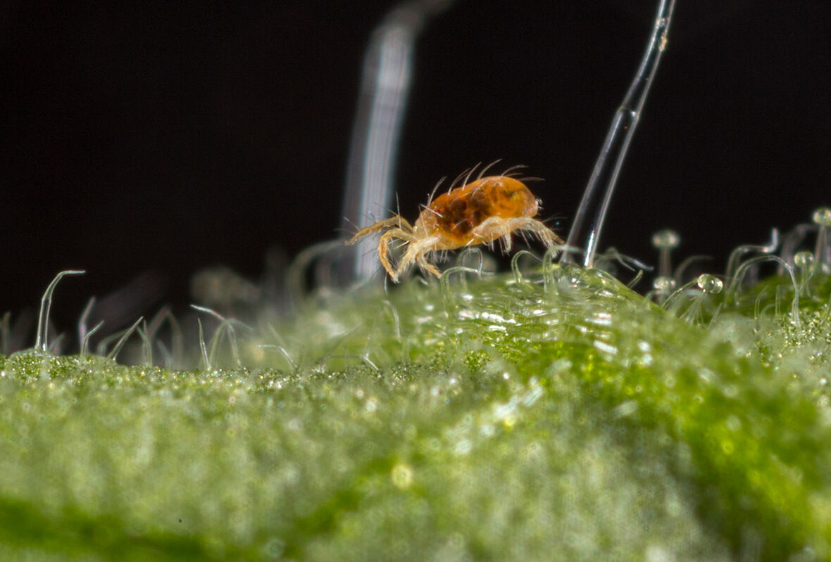 La araña roja es un reto silencioso al inicio del año