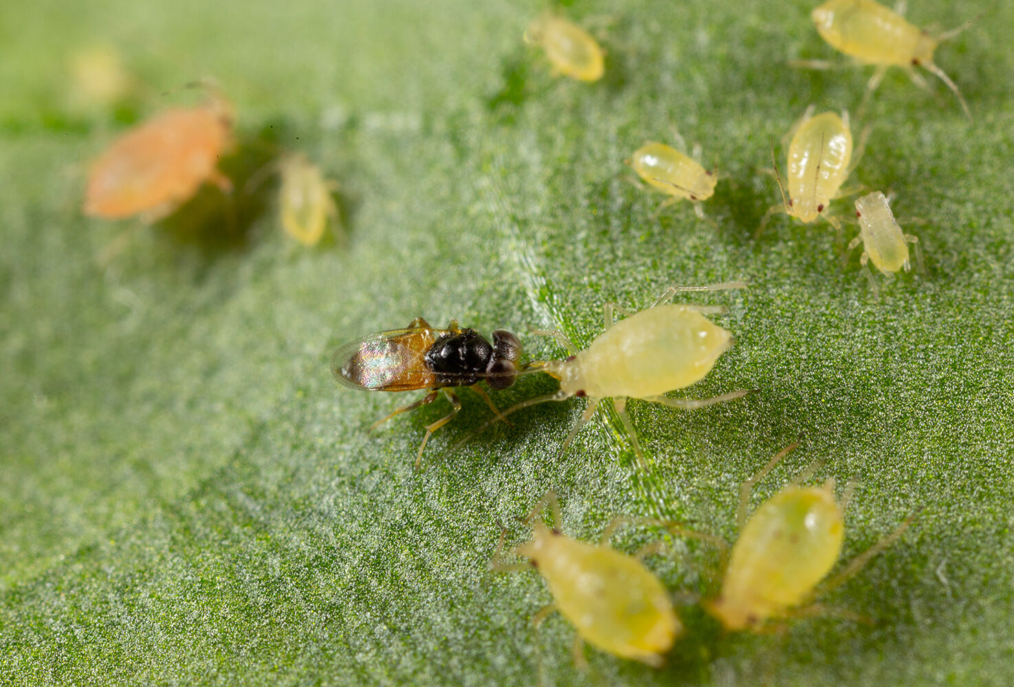 El porqué y cómo del MIP