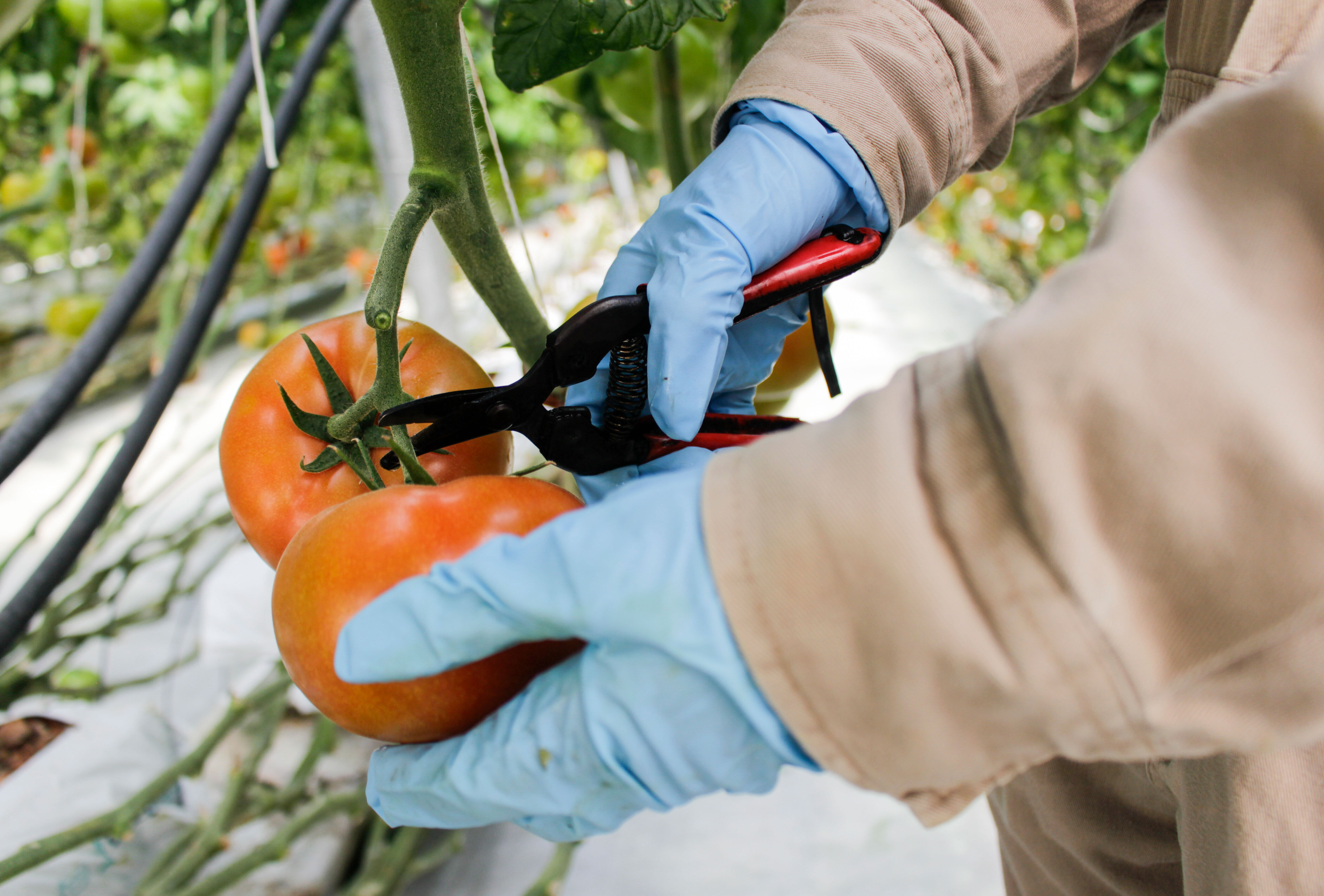 ¡Así logró Hydrofoods el control del Clavibacter!