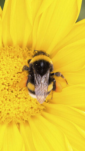 Bombus terrestris en flor 