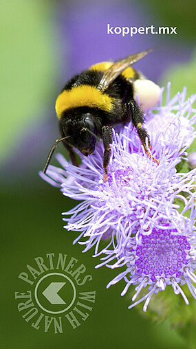 Bombus terrestris Koppert