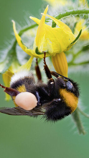 Bombus terrestris en flor de tomate 