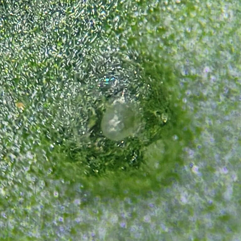 Huevo de Trips parvispinus