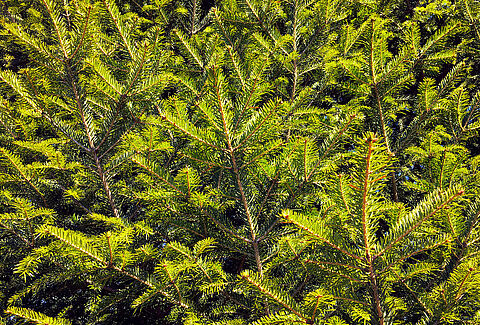 Coníferas ornamentales