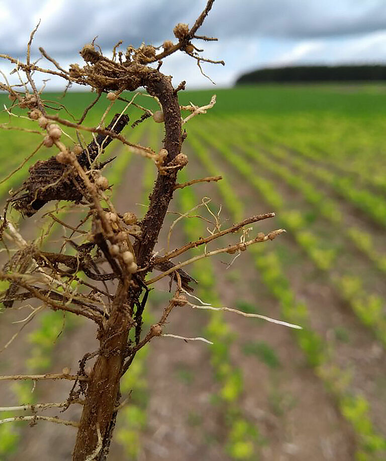 Root damage caused by Fusarium solani