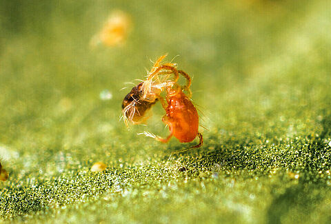 Control eficaz de la araña roja con ácaros depredadores