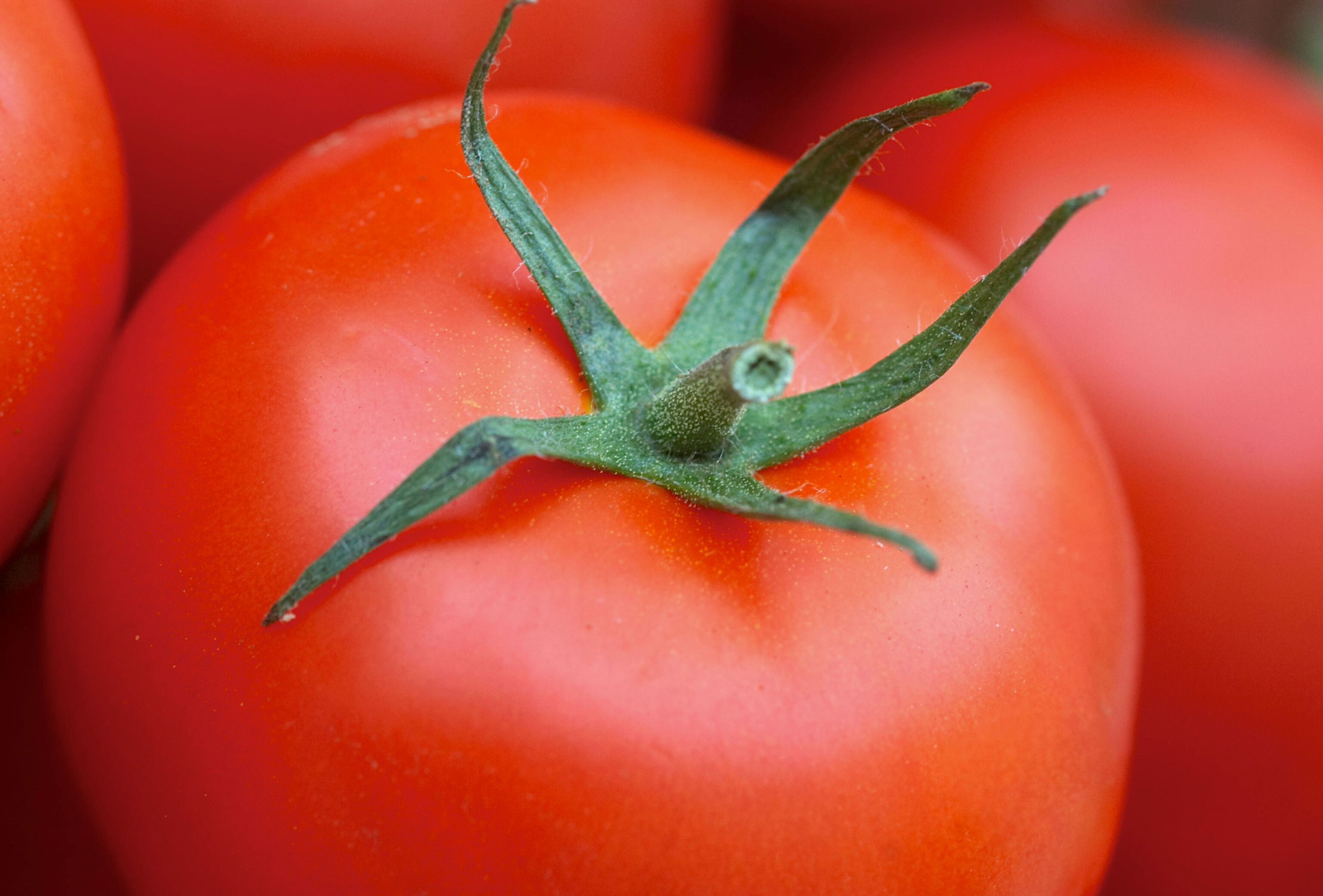Adaptarse rápidamente garantiza el éxito en tomate