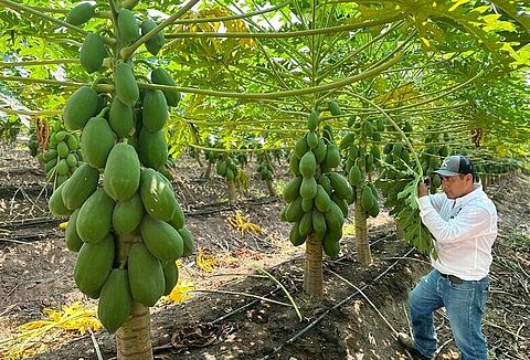 El biocontrol en papaya es todo un éxito