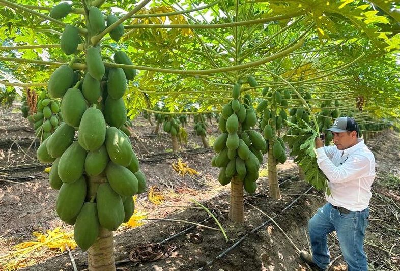 El biocontrol en papaya es todo un éxito
