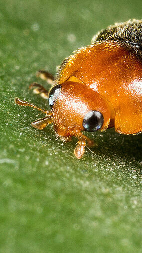 Cryptolaemus montrouzieri