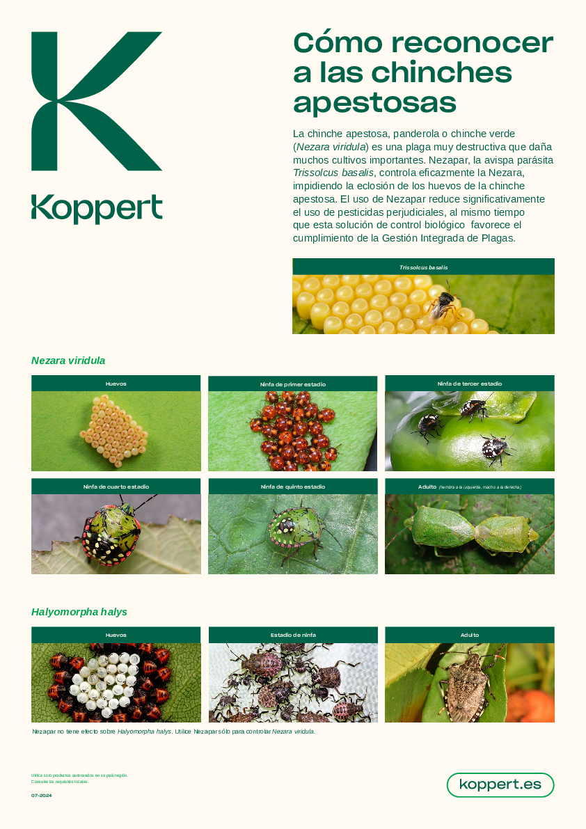 Reconocer las chinches apestosas