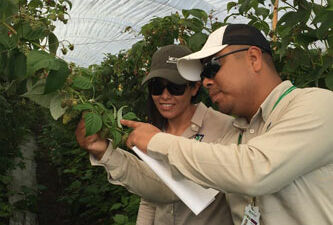 La asesoría y seguimiento de los técnicos son clave para el éxito de un sistema de polinización natural