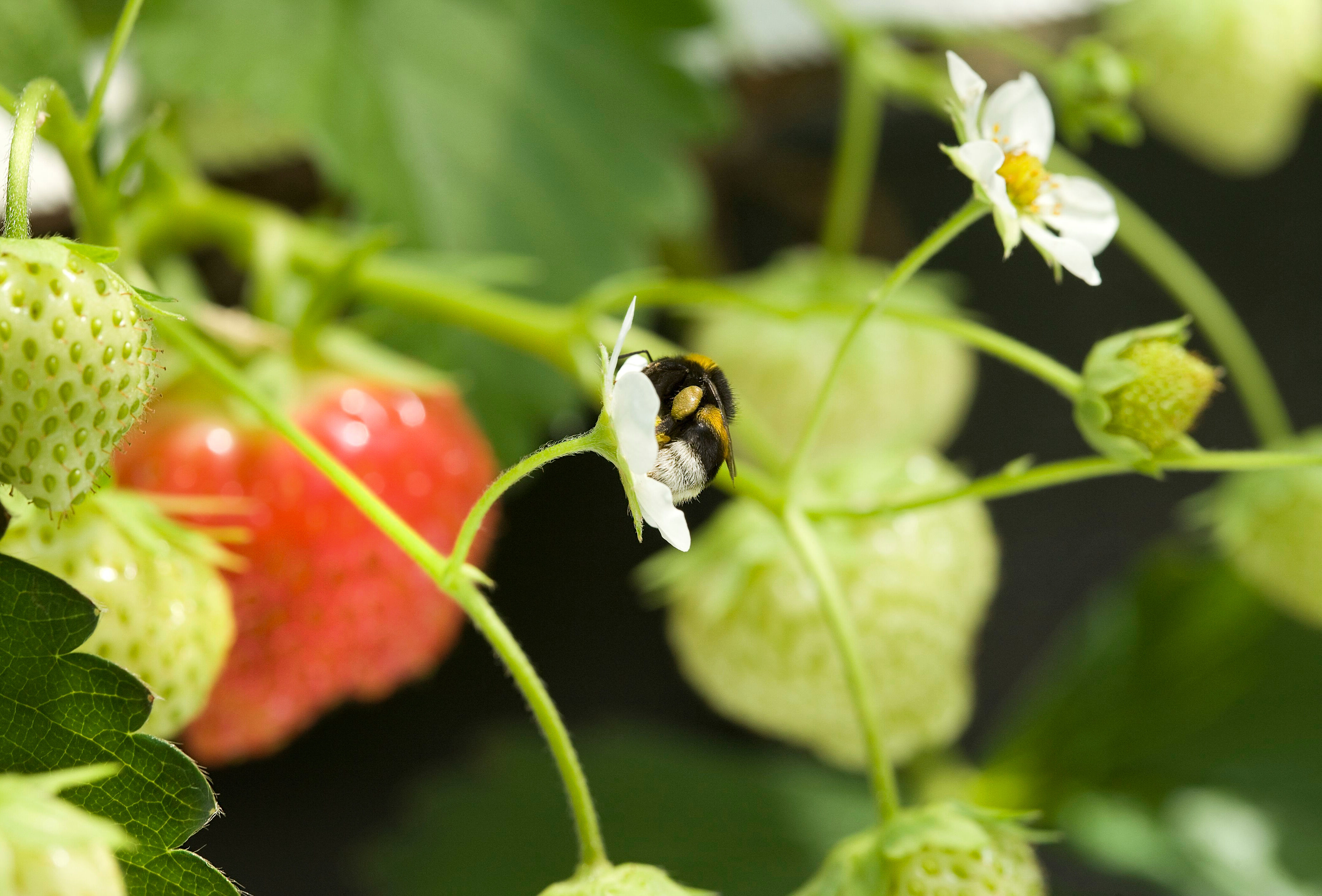 Picaduras a los abejorros