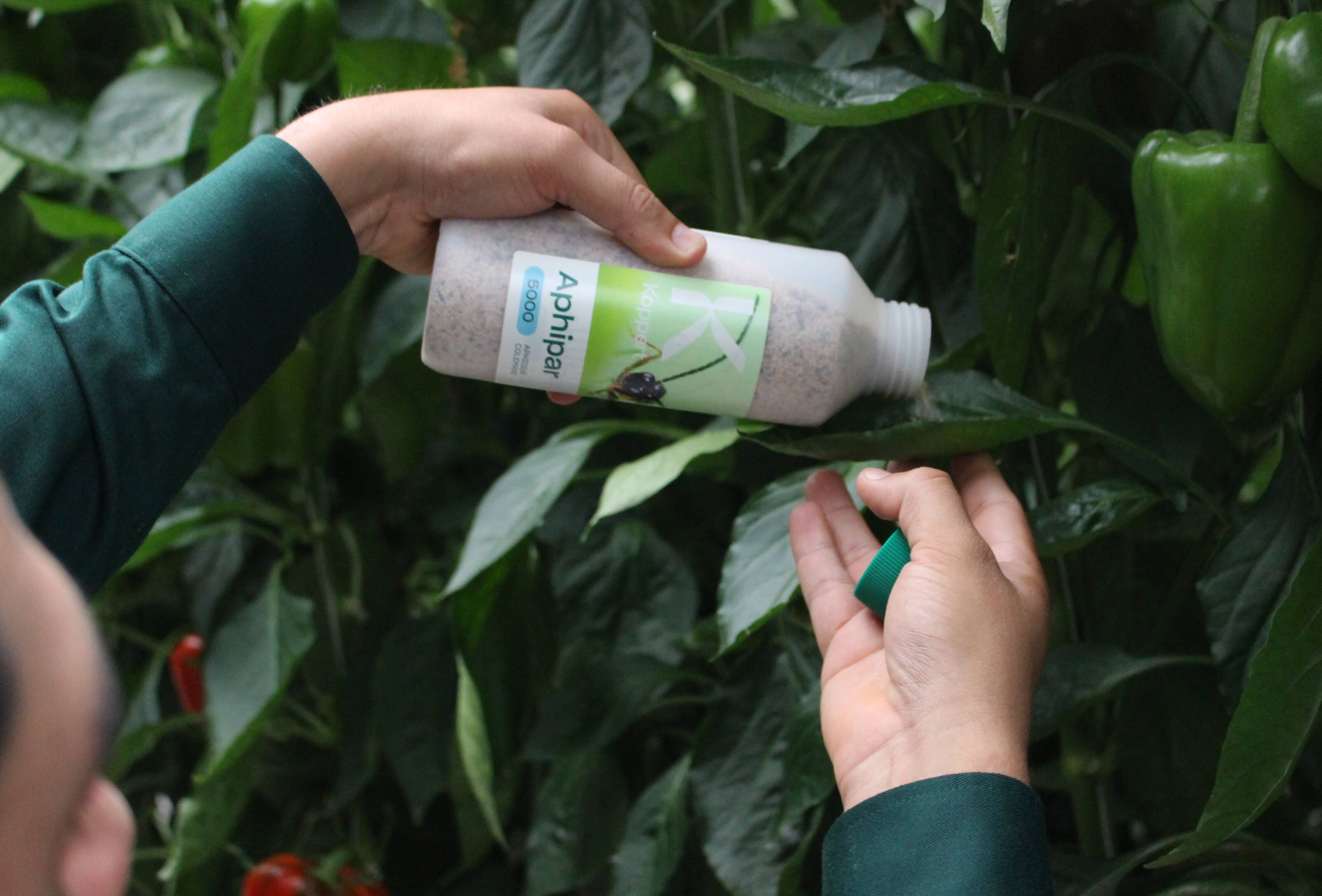 El control biológico en primavera fortalecerá tu estrategia en invierno