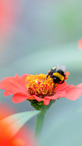Bombus terrestris polinizando 