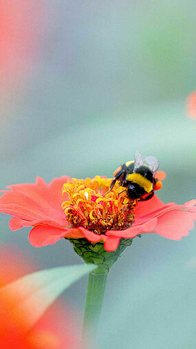 Bombus terrestris polinizando 