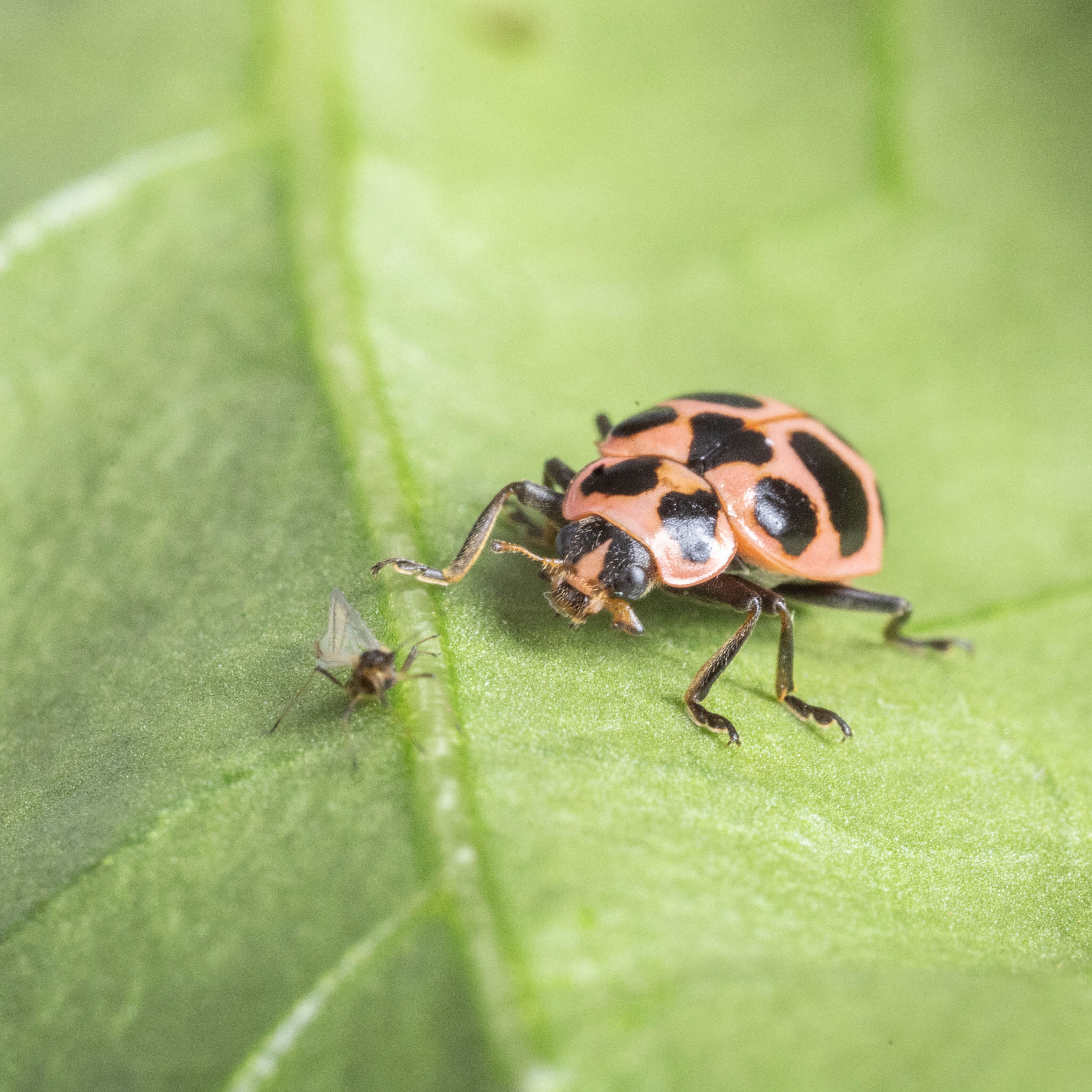 Adulto de Coleomegilla maculata asechando a pulgón
