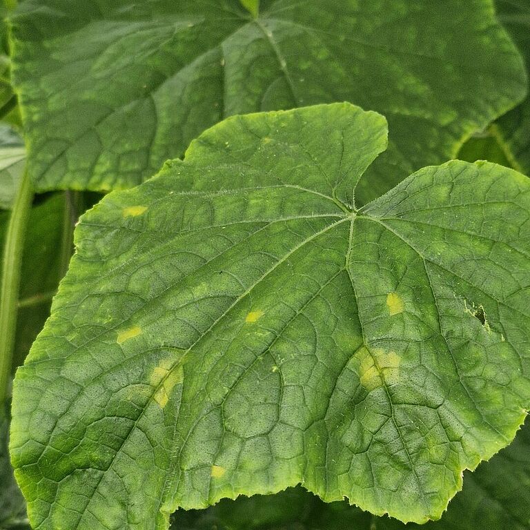 Upper surface of a cucumber leaf infected with downy mildew of cucurbits (Pseudoperonospora cubensis), showing early angular yellow lesions characteristic of the disease. Image captured in Spain, 2026.