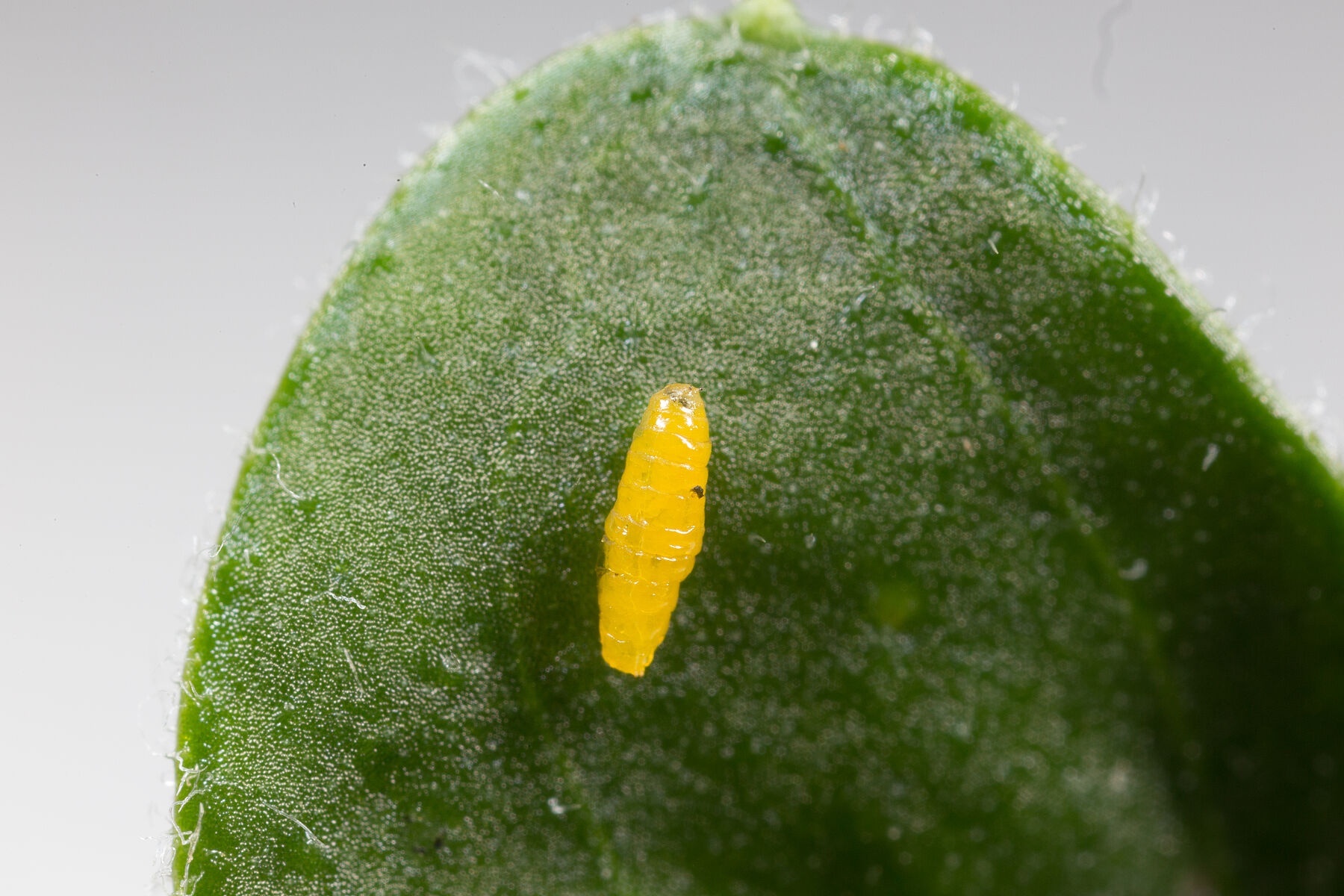 Pupa of the American serpentine leafminer Liriomyza trifolii