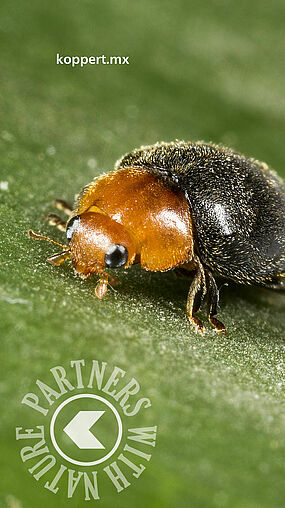 Cryptolaemus montrouzieri