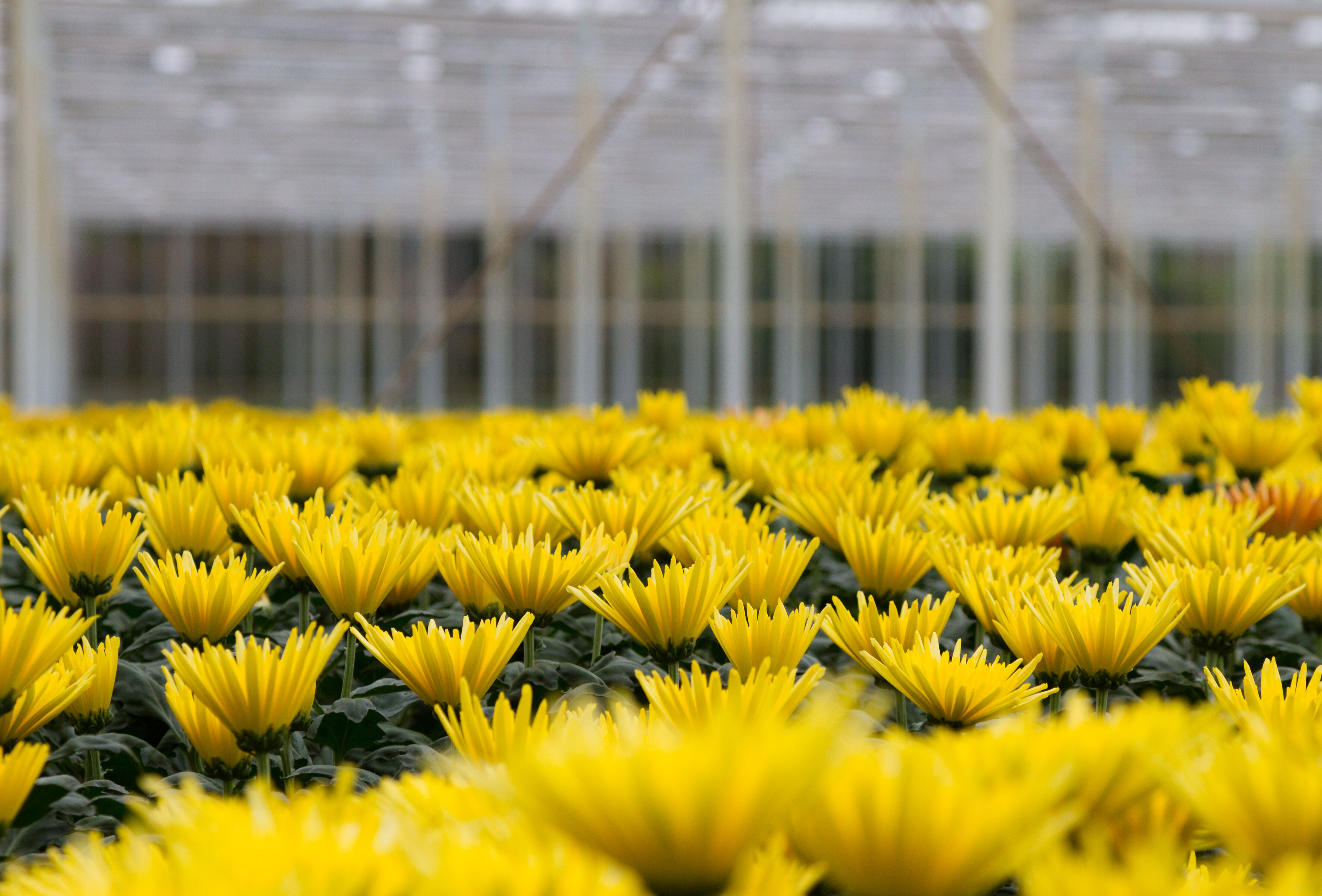 Control exitoso de la araña roja en crisantemo
