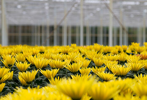 Control exitoso de la araña roja en crisantemo