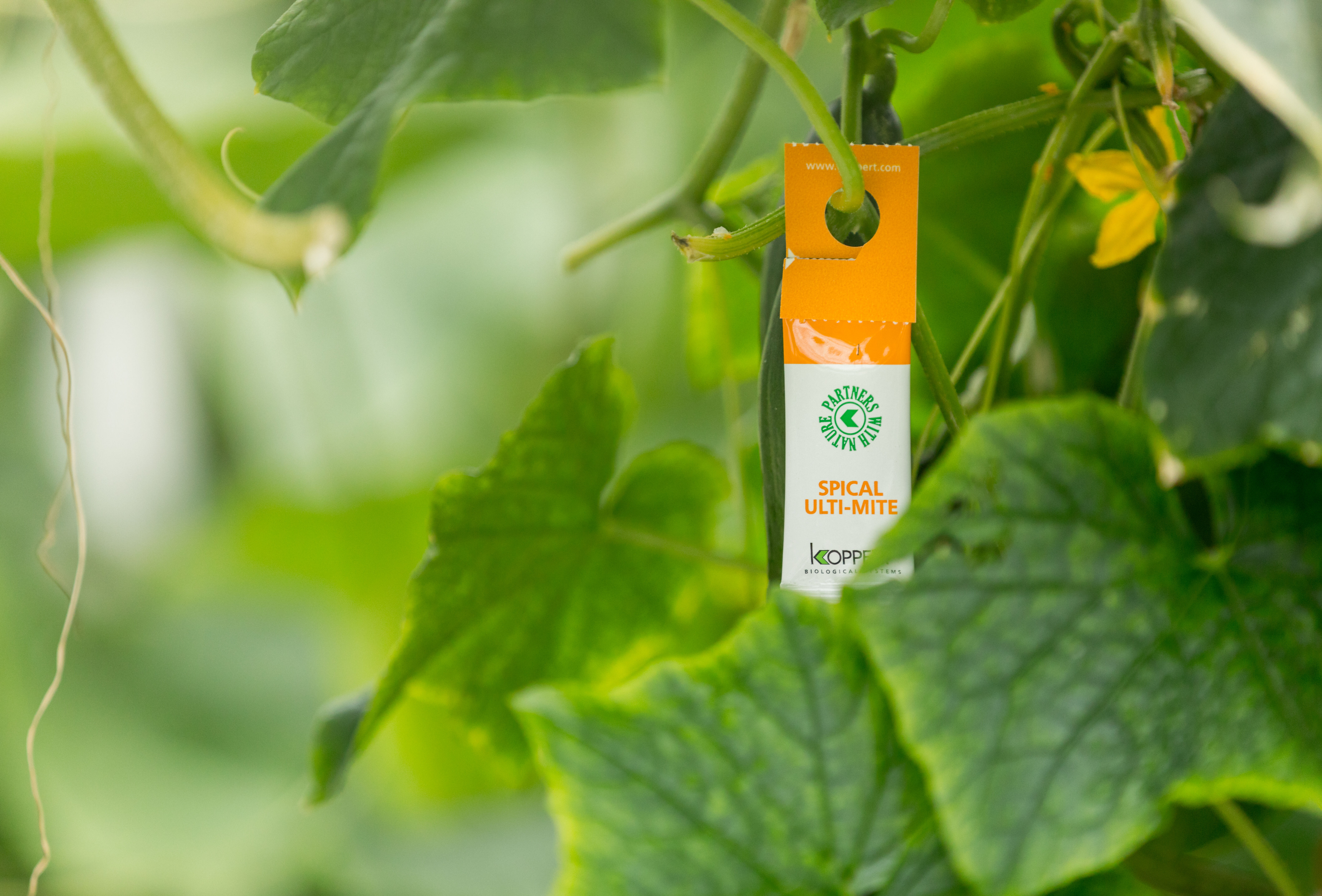 Presentamos el revolucionario sobre de Spical Ulti-Mite