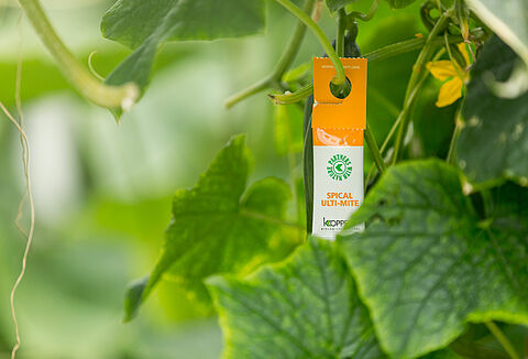 Presentamos el revolucionario sobre de Spical Ulti-Mite