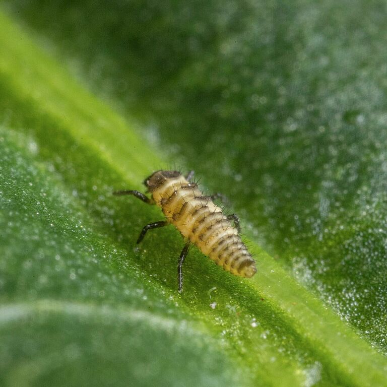 Coleomegilla maculata larva estadio 1