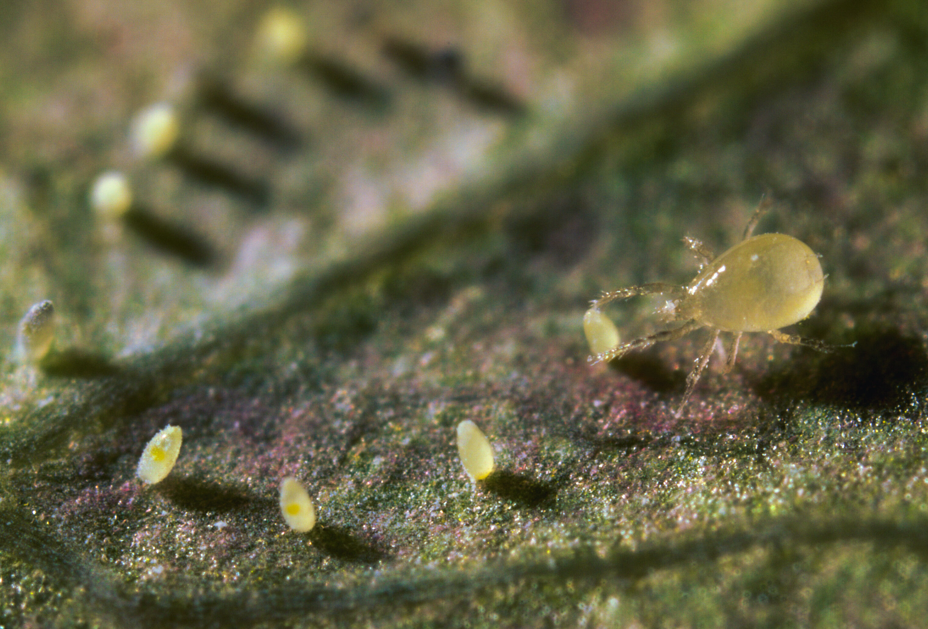 Comienza con ventaja y monitorea durante el invierno
