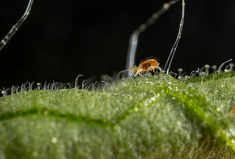 Araña roja