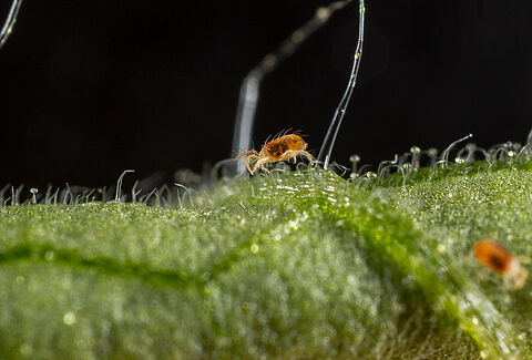 Guía esencial para el control de la araña roja