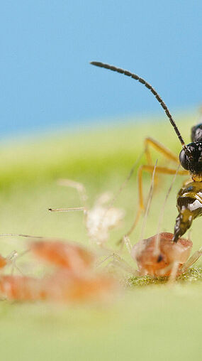 Aphidius colemani 