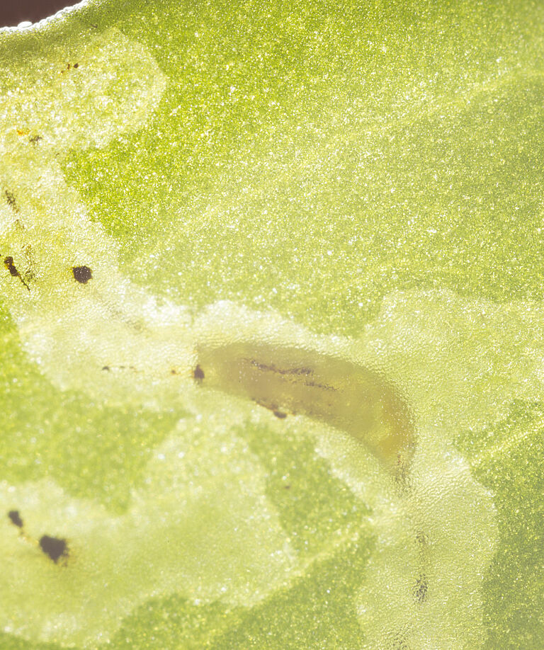 Larva of the Tomato leaf miner Liriomyza bryoniae