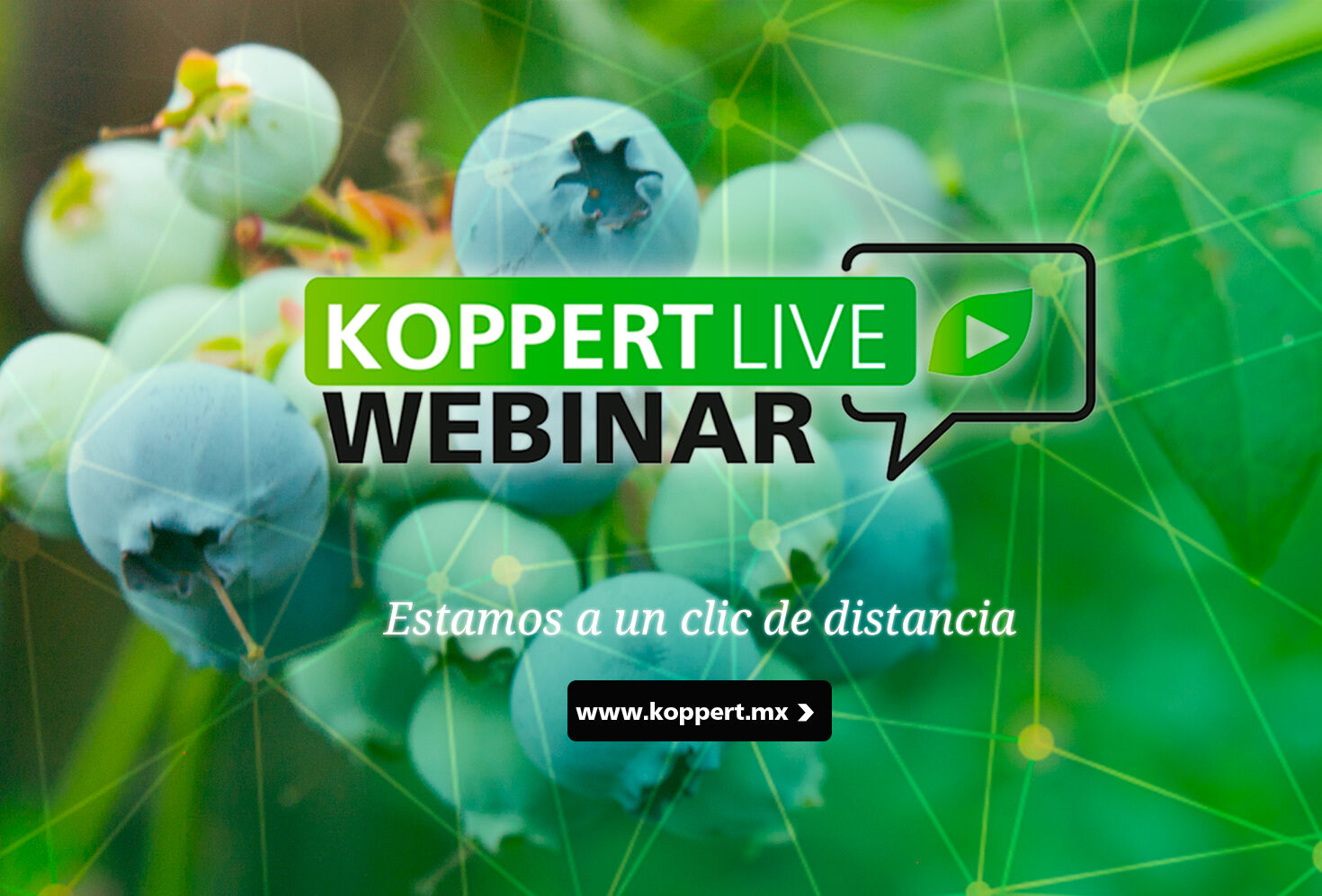 Únete a los seminarios web de Koppert