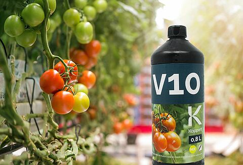 Koppert introduce V10, una exitosa solución para el PepMV