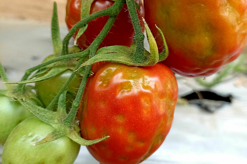 Daños del ToBRFV en fruto 