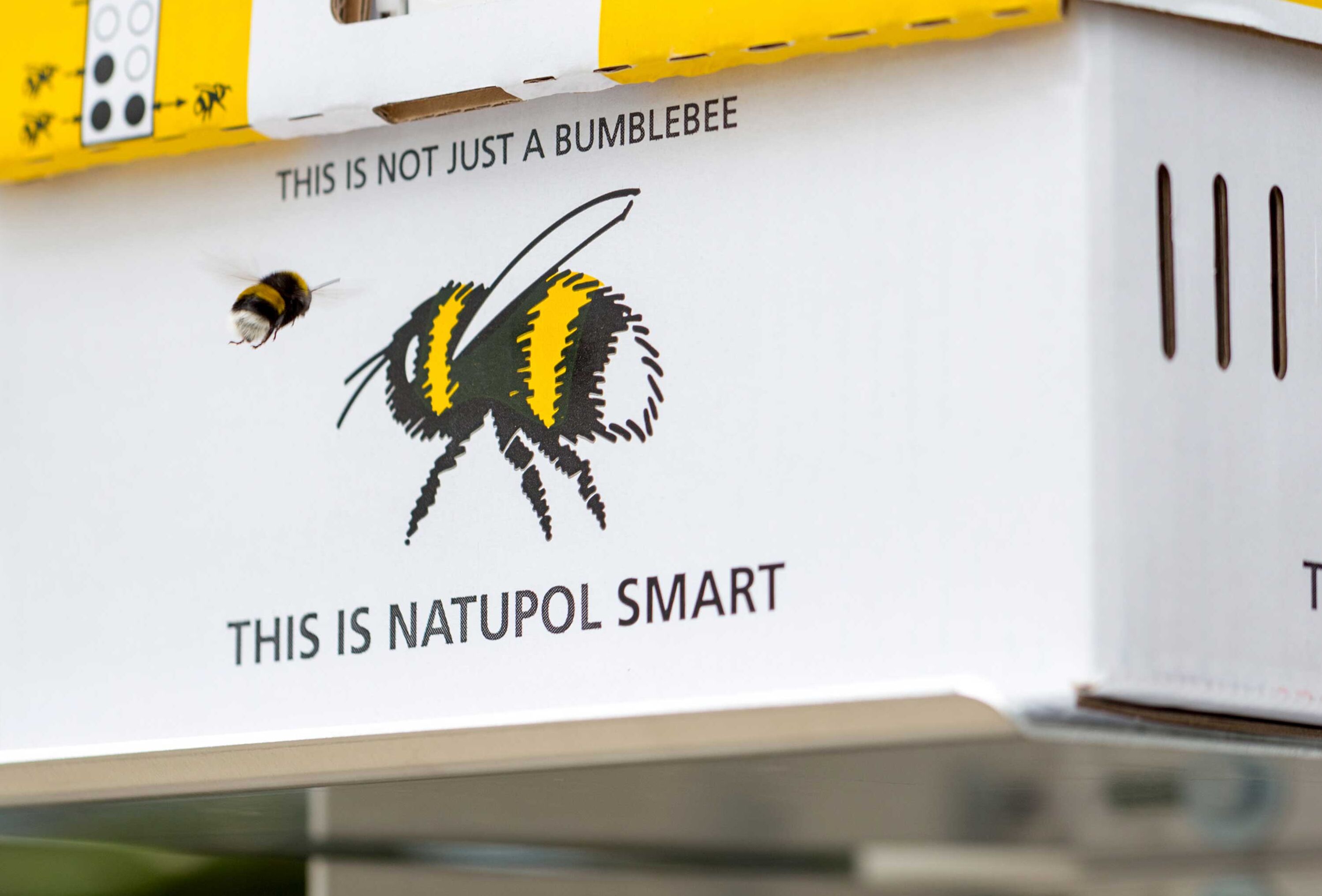 Polinización natural con abejorros en sistemas de producción de baja tecnología