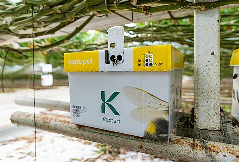 Cómo proteger a los abejorros del frío