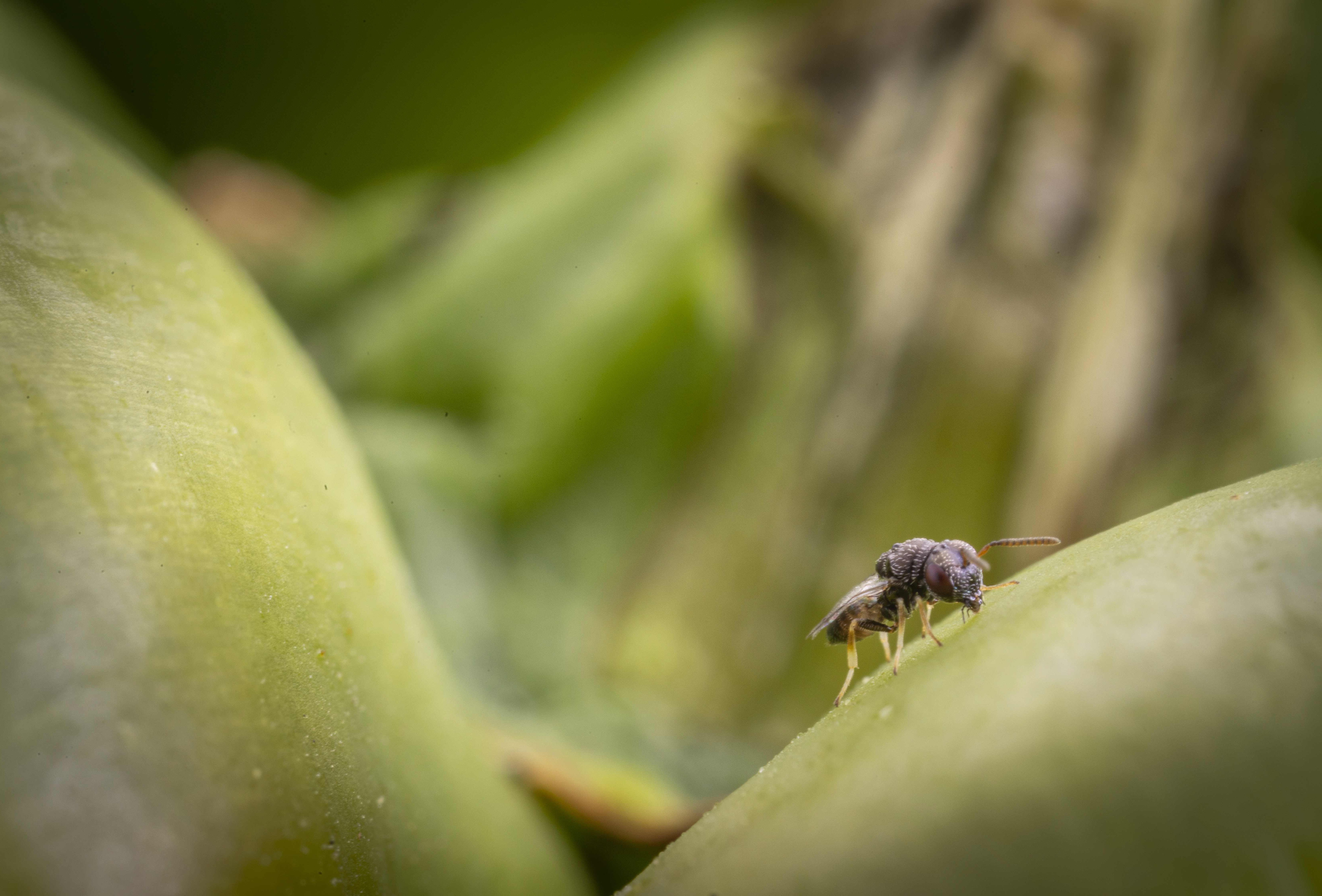 Catopar es el mejor agente de control biológico para el picudo del chile