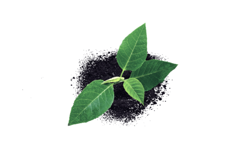 Sanidad vegetal