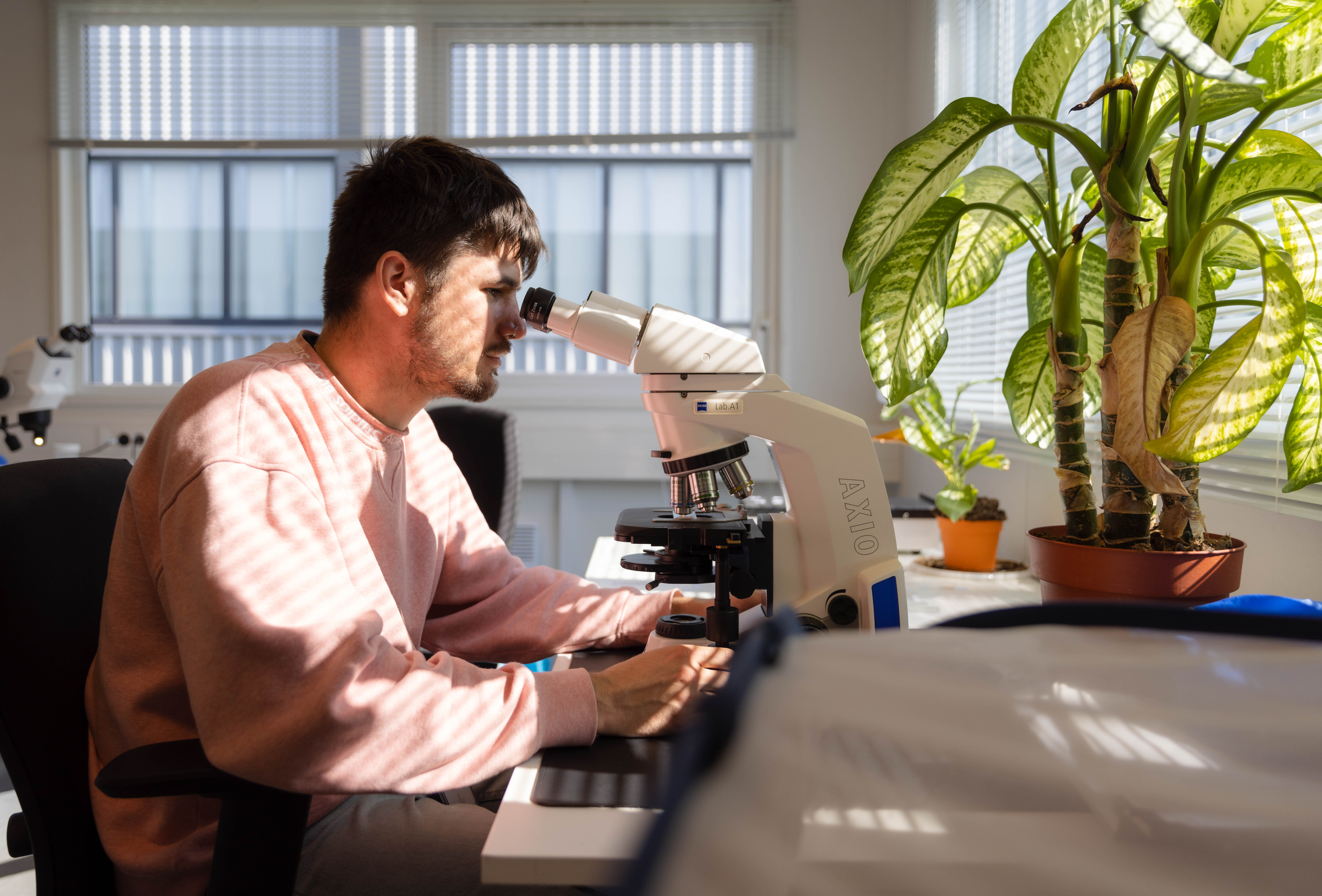 Últimos avances en I+D sobre la nueva cepa de Myzus persicae