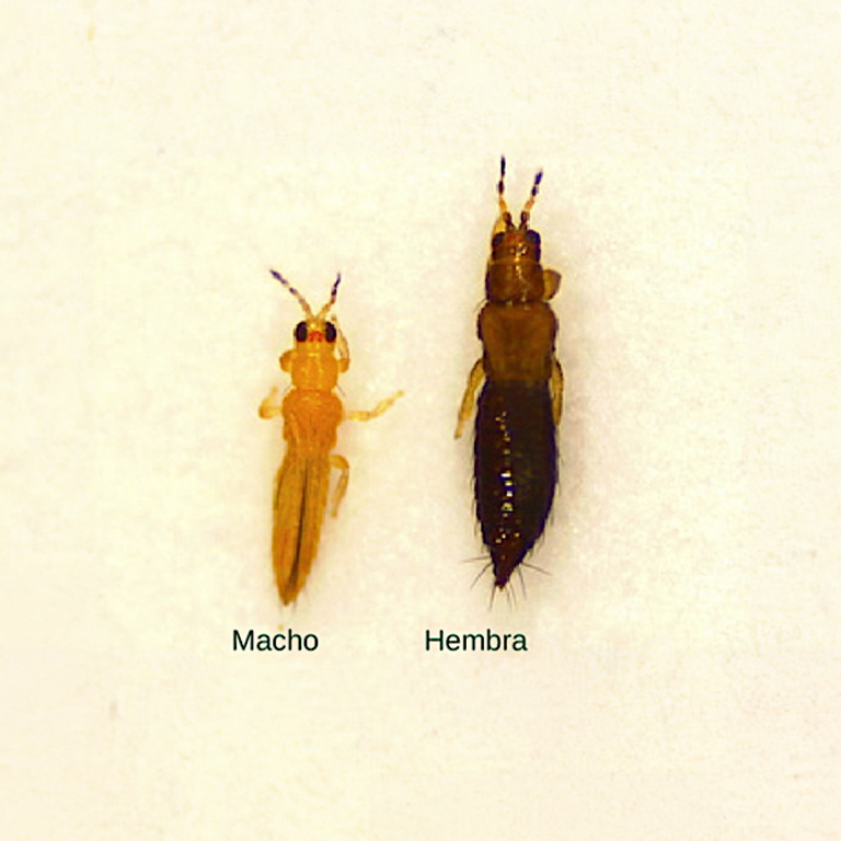 Adultos de Trips parvispinus